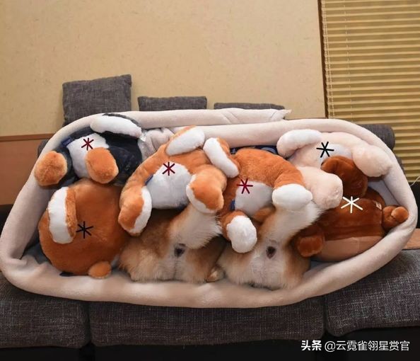 把柴犬放在一堆柴犬玩偶里,日本两只柴犬