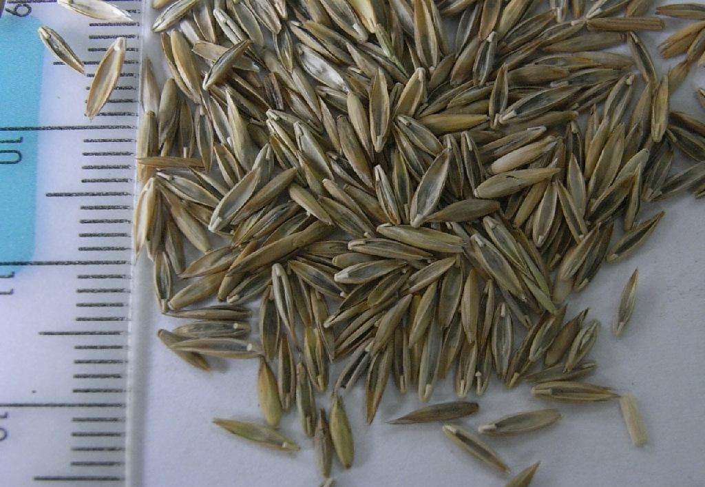 黑麦草牧草,黑麦草相比其他牧草的优势