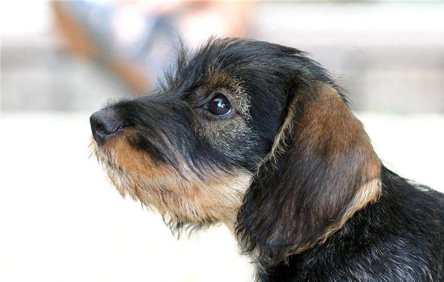 面对狗狗的乳房发炎,你知道该如何解决吗?