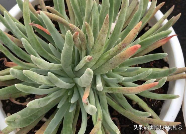 爱杜丽丝多肉怎么变成老桩,爱杜丽丝多肉是夏型种吗