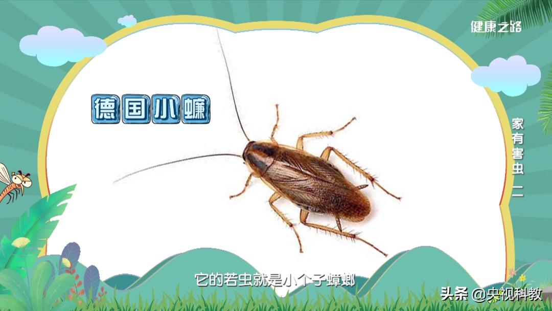 12种解决蟑螂的方法,怎么解决蟑螂最有效的方法