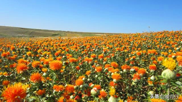 山茶油手工皂的缺点,什么油手工皂最好