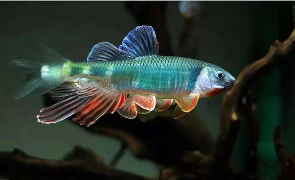 适合懒人养的冷水鱼锦鲤,锦鲤空气缸怎么养详细介绍科普