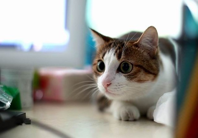 猫咪外出用什么装比较好,猫咪外出怎么装