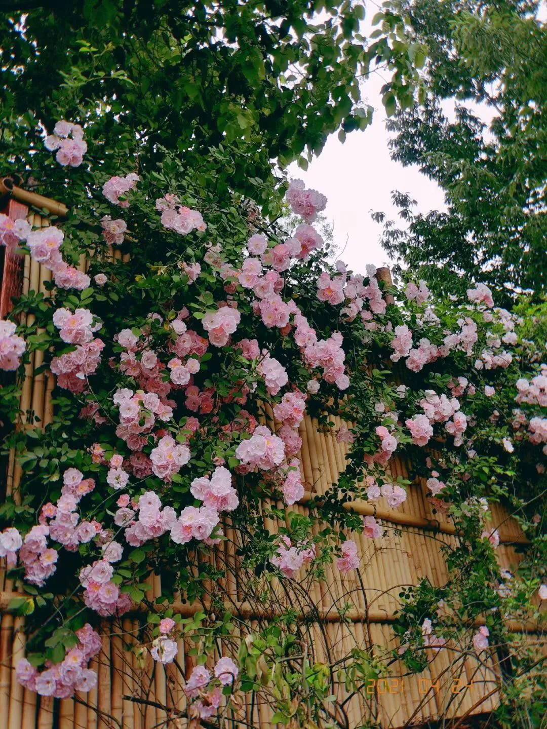 对癌症非常有帮助的书籍,外国的一本自我治疗癌症的书籍