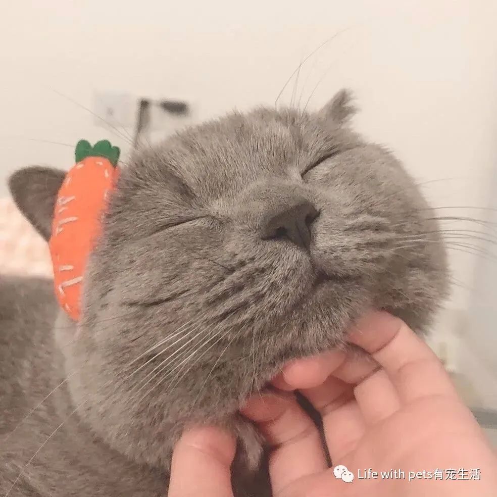 为什么猫狗不可以吃盐,猫狗不吃盐有坏处吗