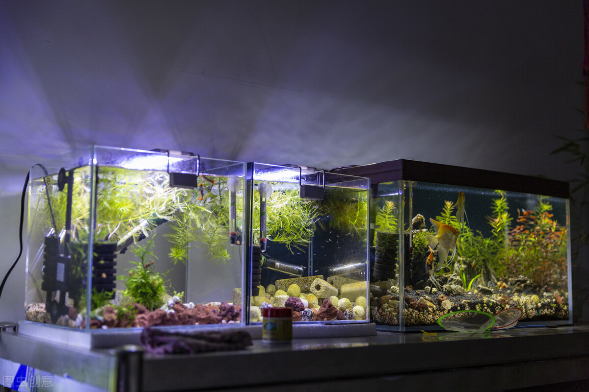 鱼缸养水草的主要作用是什么,适合鱼缸养的水草有哪些