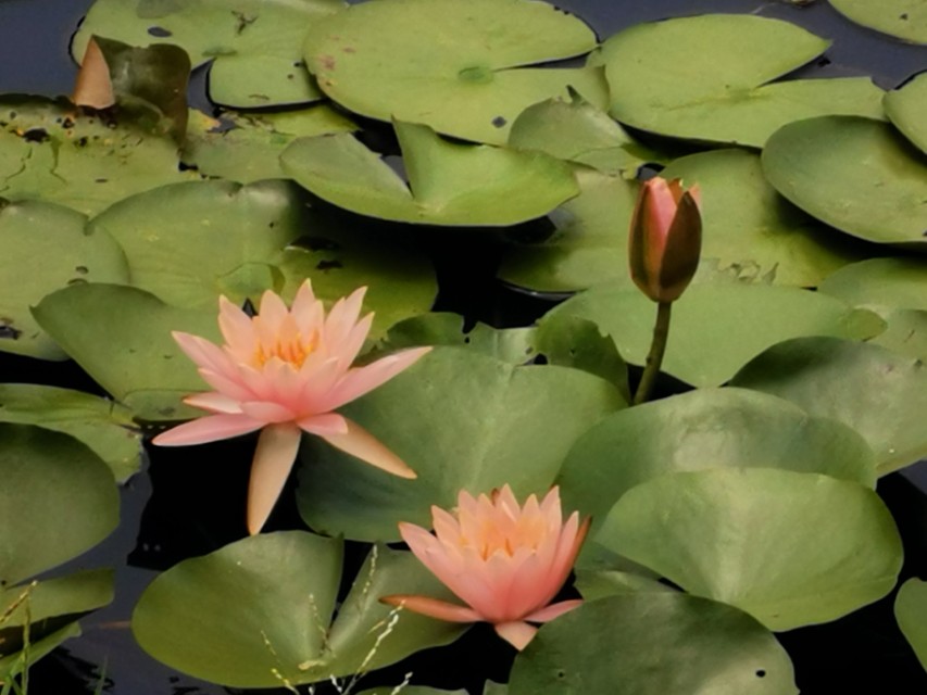 东莞长安周边一日游景点大全,东莞松山湖一日游最佳攻略