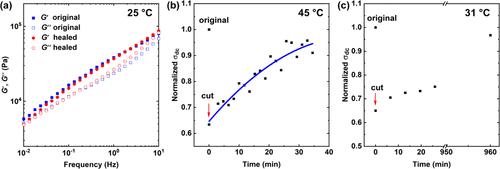 加州大学圣巴巴拉《JACS》光开关和自修复高分子聚合物电解质