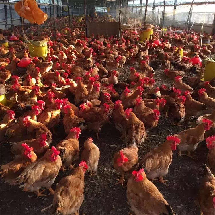 鸡痘症状图片,鸡痘病是什么症状