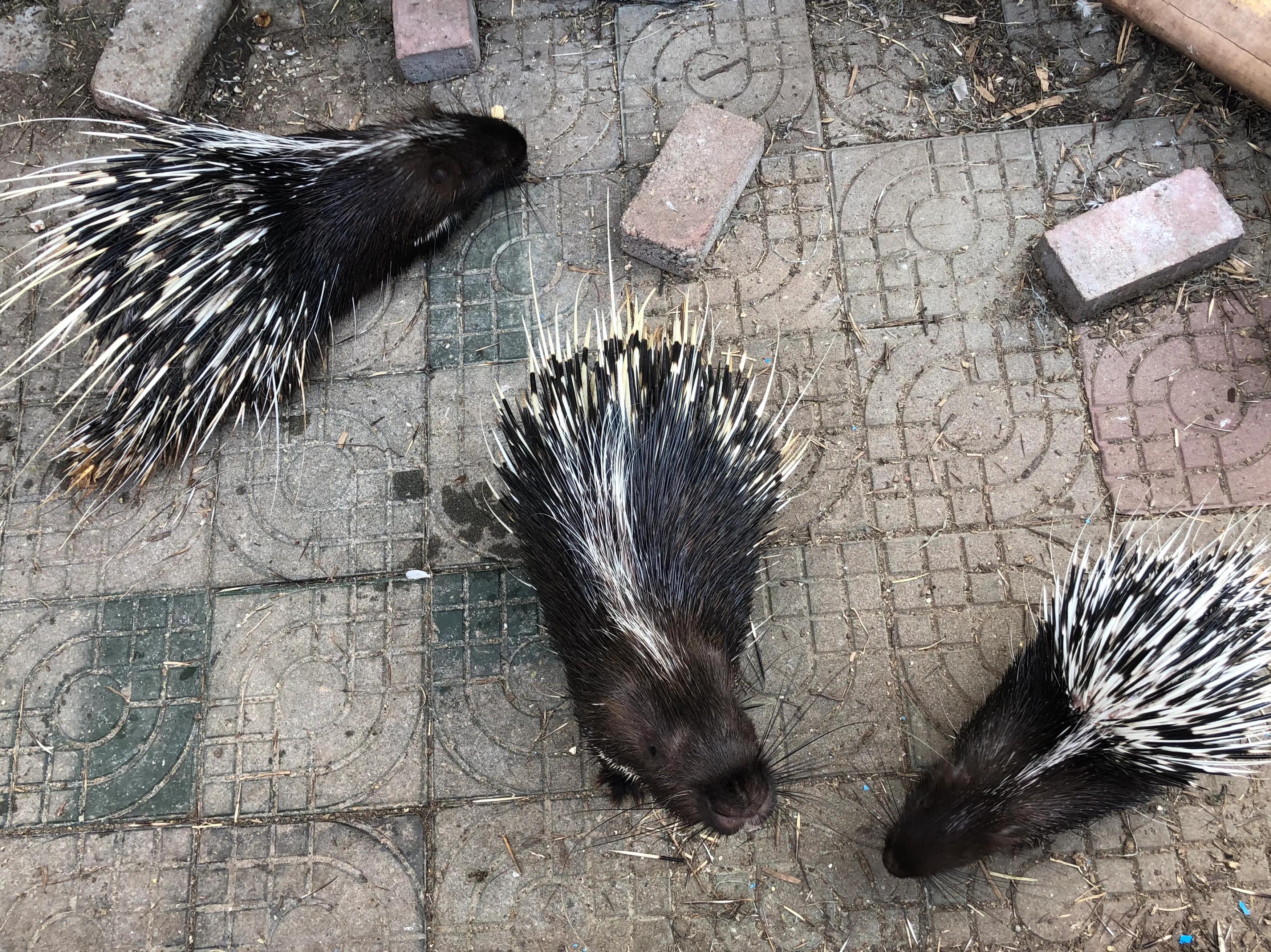 平顶山河滨公园旅游攻略,平顶山森林公园游记