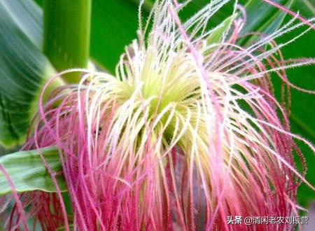 玉米须煮水喝有益处，有人拿来卖钱，是很好的扶贫创业项目