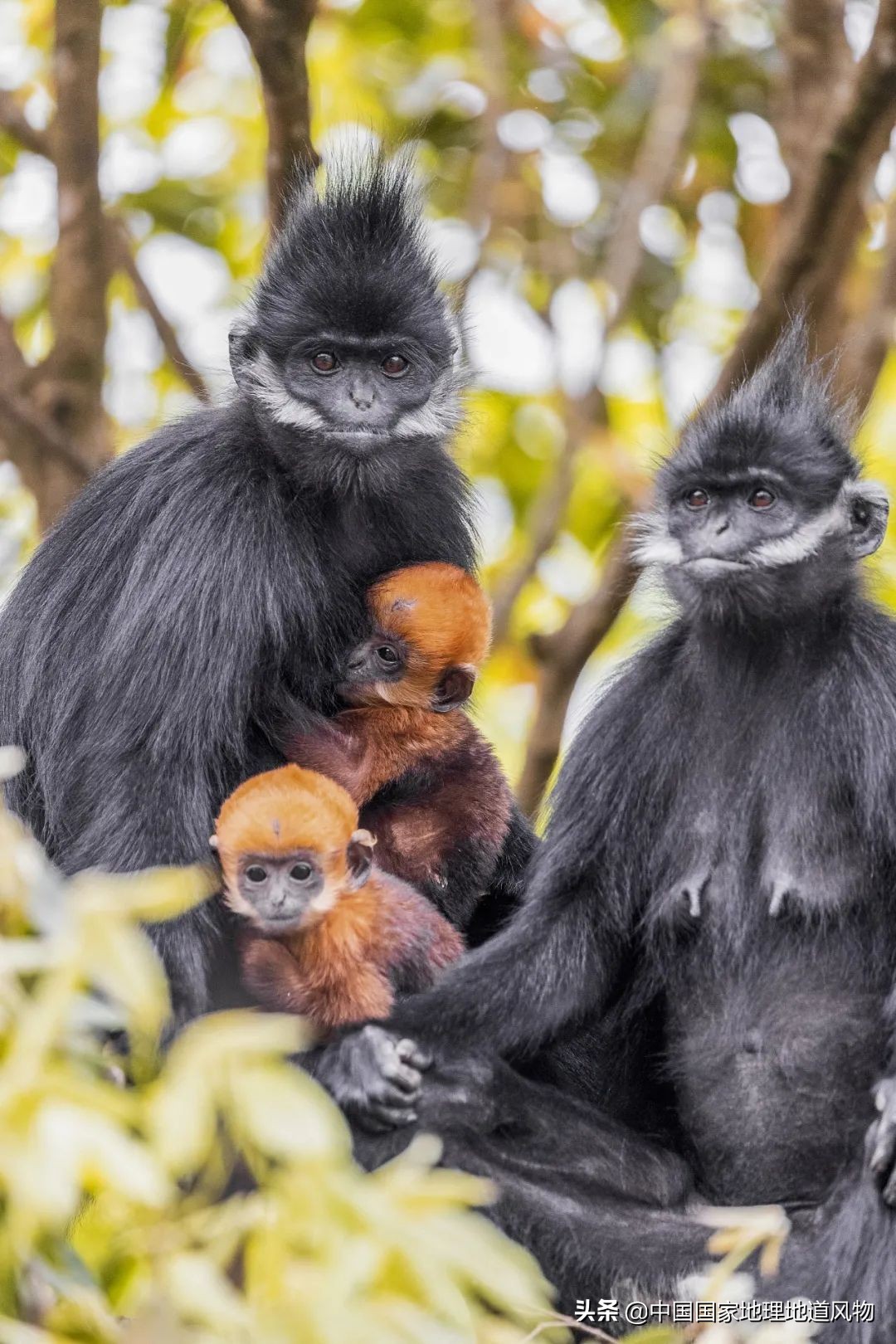 中国凉都的称号是贵州省的哪个市,中国的凉都六盘水