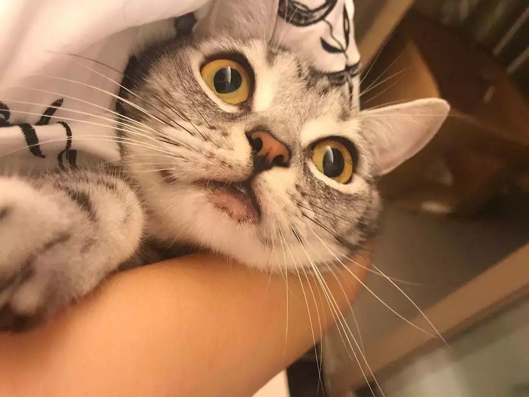 猫咪黑下巴红霉素和凡士林用多少,猫咪总是流棕色眼泪还有点黑下巴