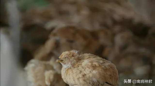 蛋鸡肿头肿脸是什么病,鸡肿头肿脸的原因及治疗方法