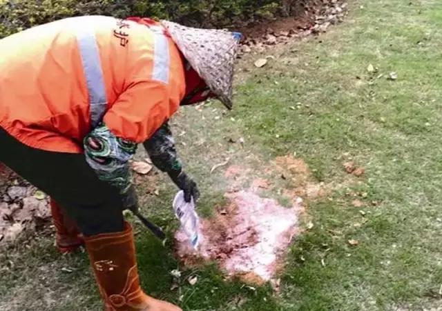 南宁邕江红火蚁,被广西红火蚁咬了怎么办