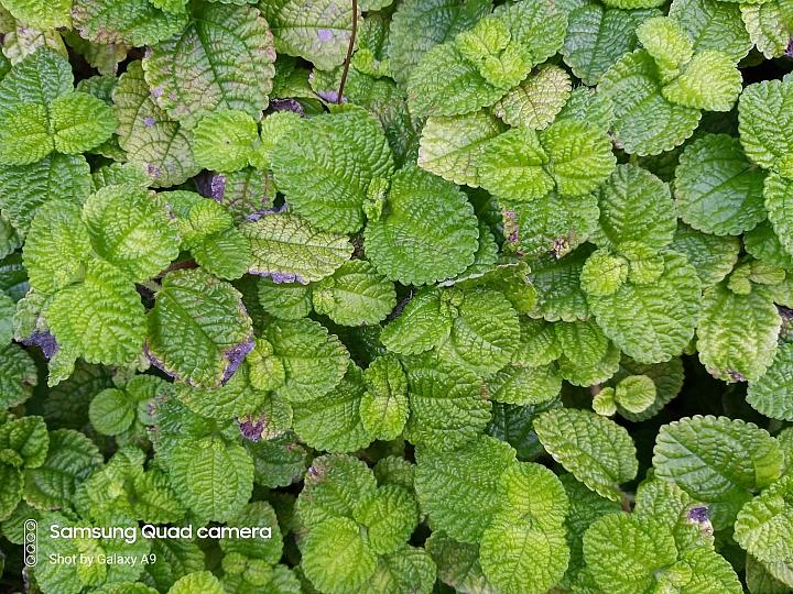 三星galaxya9s拍照,三星galaxya9开箱评测