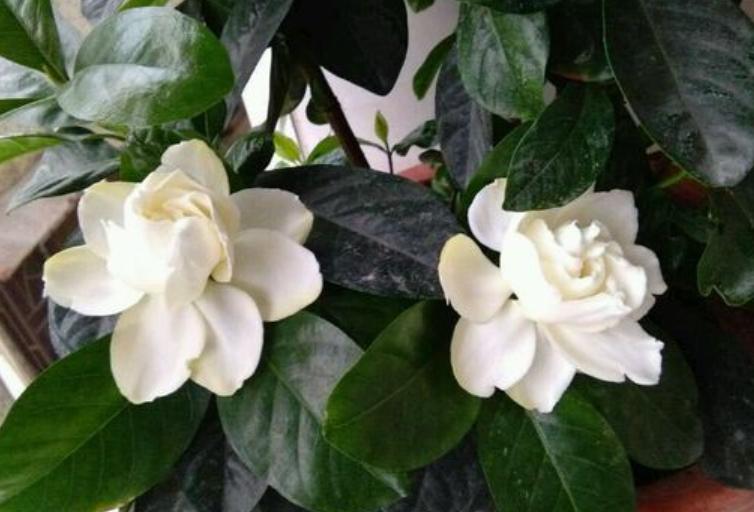 想要养好花几招教会你,想要花养好口诀要记牢