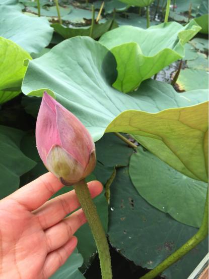 坐船观风景白洋淀一日游,白洋淀一日游语句