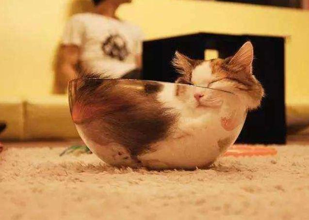 所有猫咪都是液体么,猫咪是一种特殊的液体你知道吗