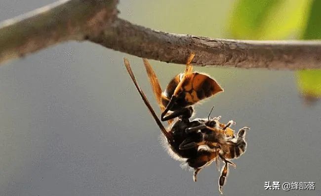 胡蜂为什么是蜜蜂的天敌,蜜蜂最大的天敌马蜂