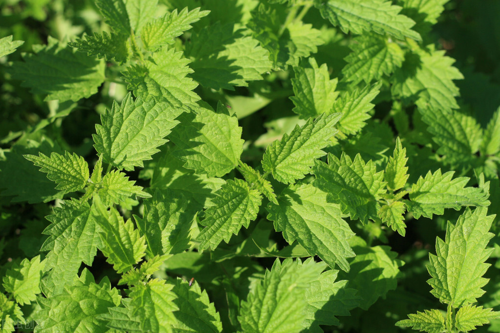 荨麻叶和花椒煮水喝能治湿疹吗,荨麻草药能治风湿吗