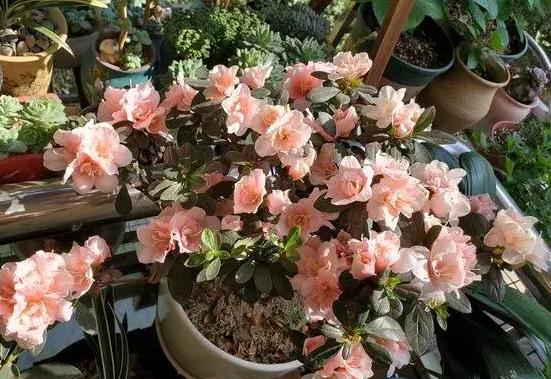 养花的土怎么才能改善酸性土壤,想要土壤疏松透气加什么