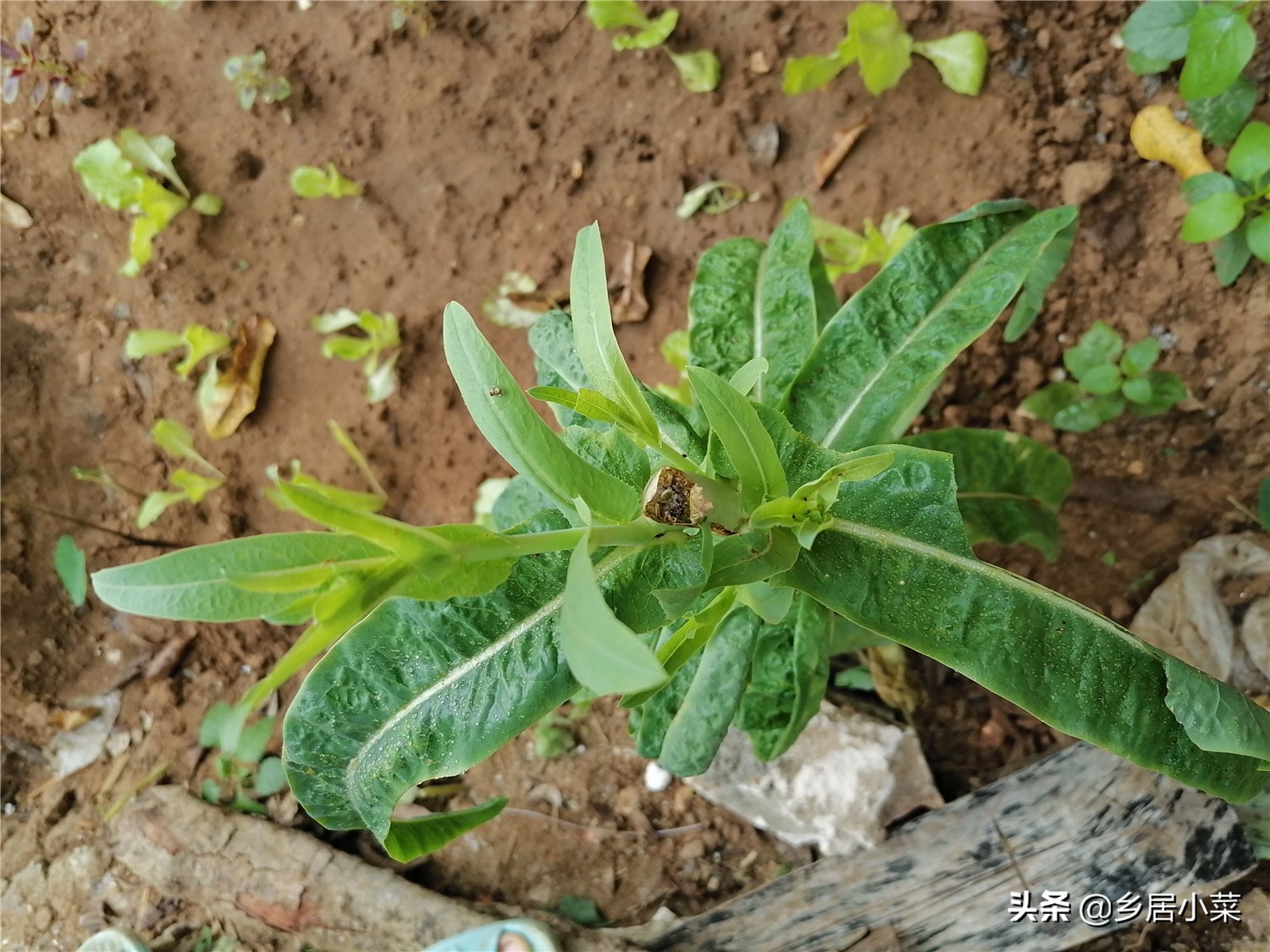 莴笋什么时候采收最好,莴笋采收后怎么延长供应期