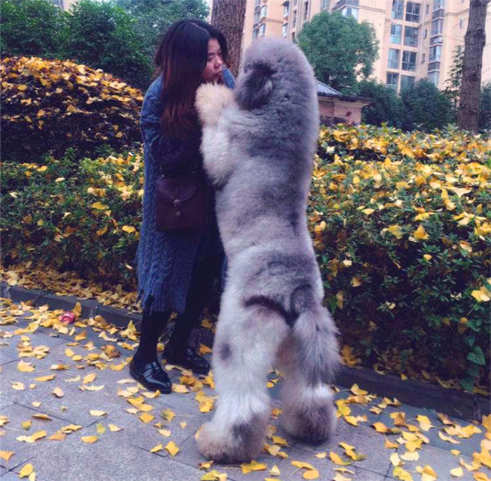 泰迪跟巨贵中间有什么关系呢,泰迪的正确喂养方法如下