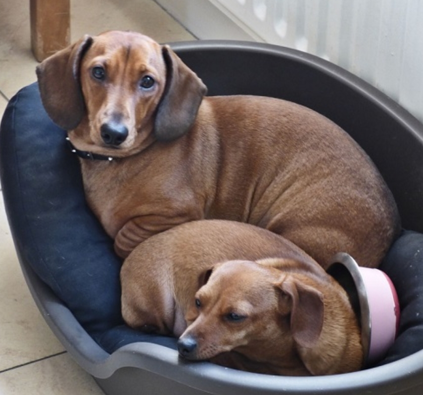 适合老年人养的狗排行榜,适合老人养的狗好养活的品种