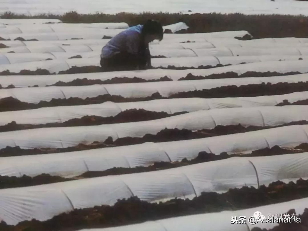 霸州土产公司老照片,霸州老城区图片