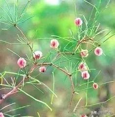 荒漠中有哪些能吃的植物,南疆常见的野生植物