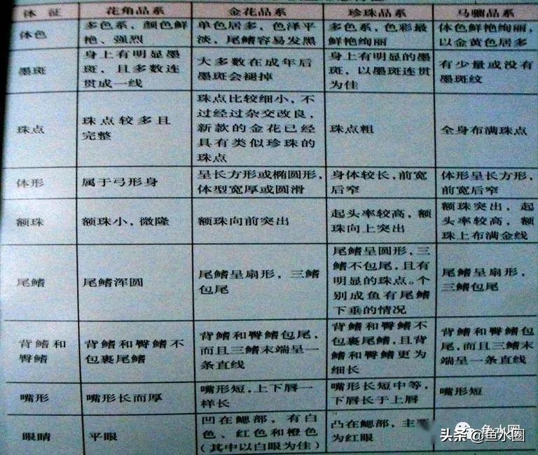 罗汉鱼身上亮片少是什么品种,罗汉鱼血麒麟和火凤哪个品种好