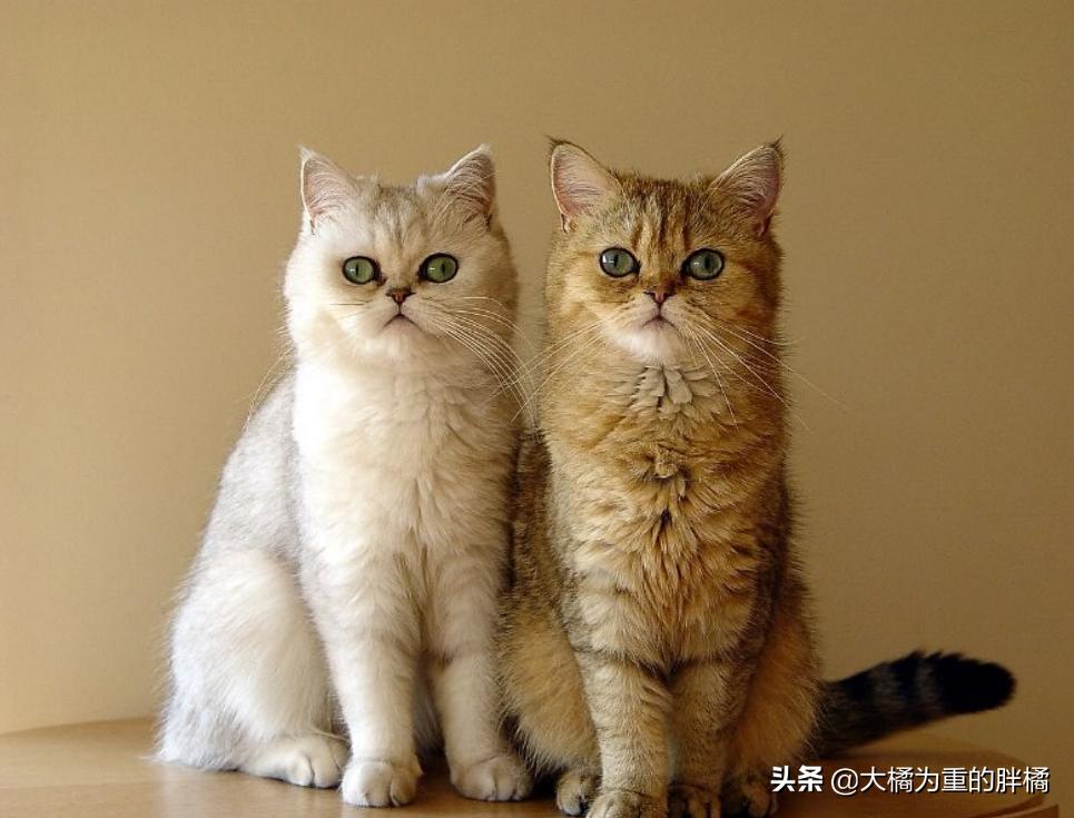 加菲猫在没人的时候乱撒娇,是什么让你选择了宠物