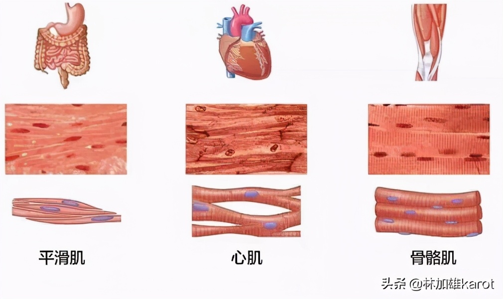 肌组织的实验原理,人体脸部的肌肉组织属于什么肌