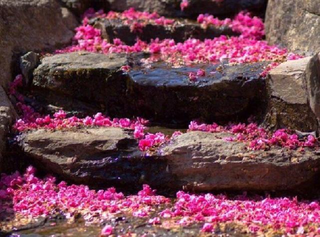 大理苍山雨中美景,大理苍山花海风景图片