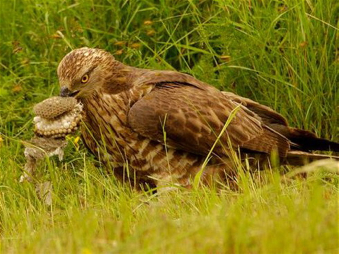 泰山上有猛禽,泰山上发现猛禽