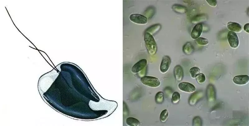 水中常见的绿藻,列举哪些常见藻类是绿藻