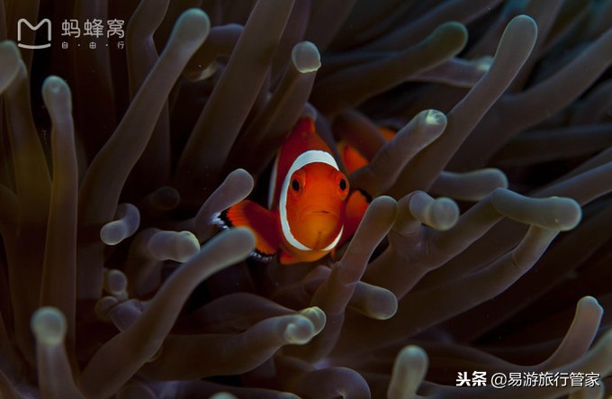 沙巴亚庇和仙本那的区别,沙巴经典必游10个景点