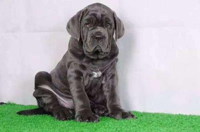 狗狗剖腹产什么时候最佳,狗狗剖腹产什么时间最合适