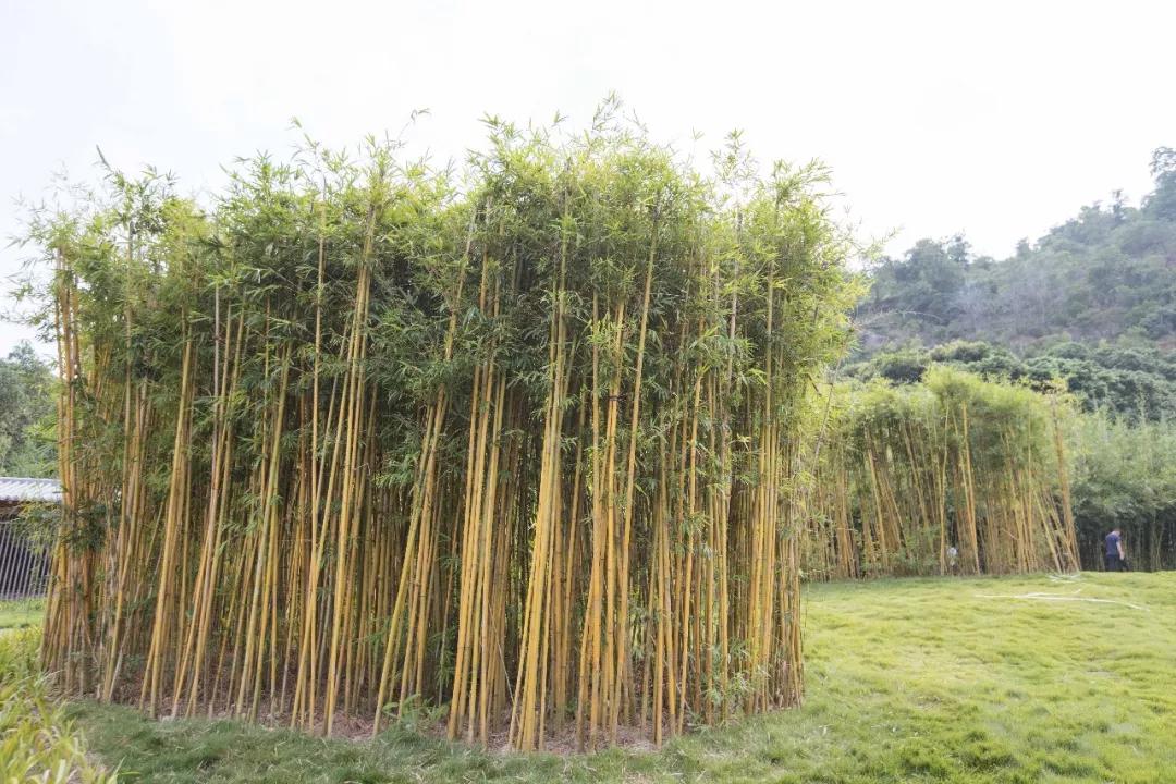 簕竹杜鹃谷公园,好看的杜鹃谷公园