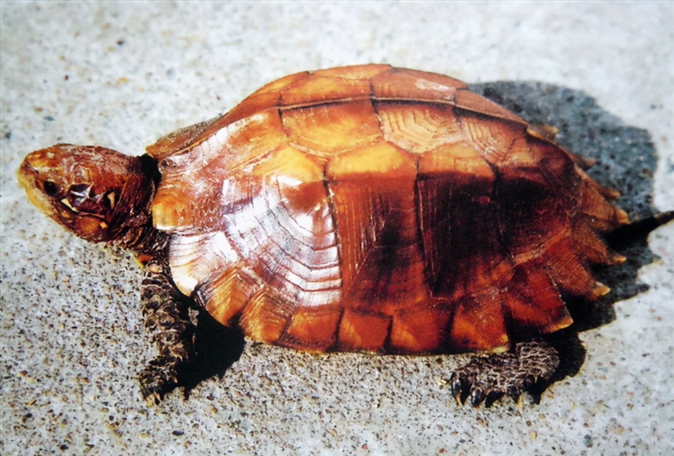 龟类纪录片,龟类图片