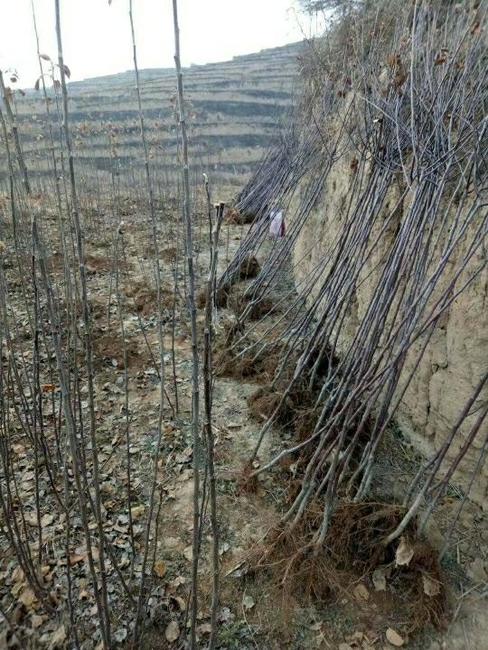 苹果树的长枝和短枝,苹果树苗矮化和乔化的区别