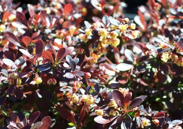 干货分享种植小技巧,混合花境设计与种植建议