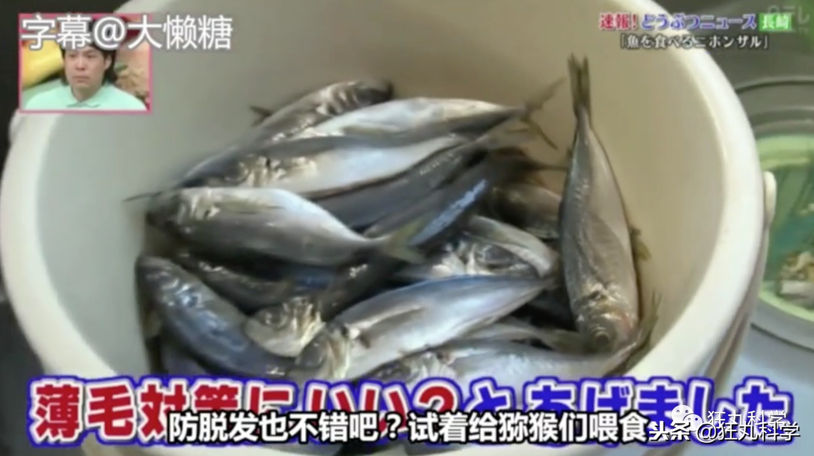 鏃ユ湰鐚村瓙鍚冮奔,鏃ユ湰鐚村瓙绉冨ご鍚冮潚鑺遍奔