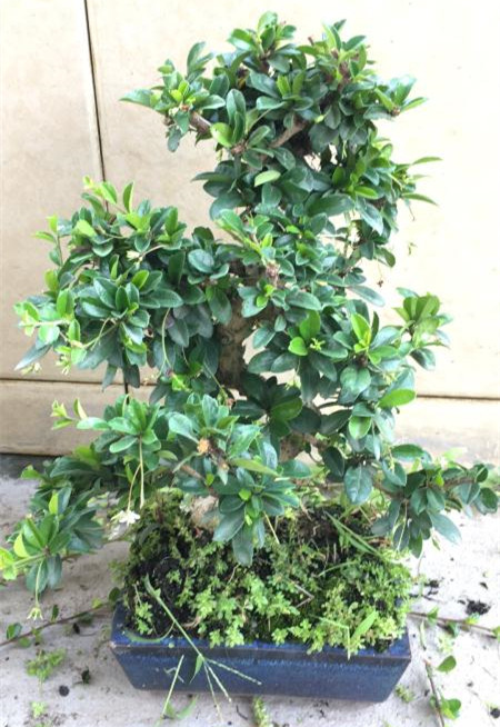 新手也能学会的修剪盆景技巧,枸杞盆景修剪技巧图解