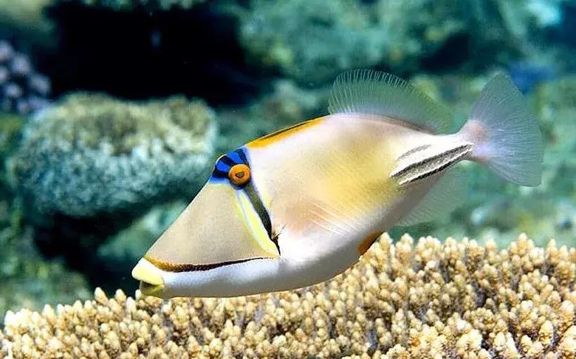 fot海水观赏鱼,fot鱼品种