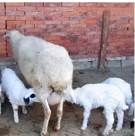 鏅ㄦ簮鐢熺墿鍏借嵂浜у搧,鏅ㄦ簮鐢熺墿鑺冲崕