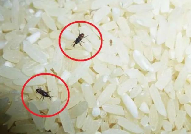 大米防生虫的最好方法,大米防生虫用什么
