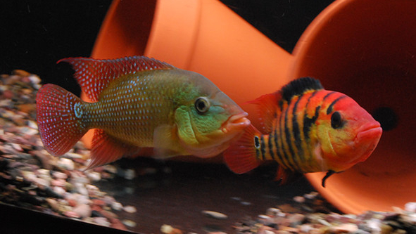 南美慈鲷,慈鲷有黑色的吗